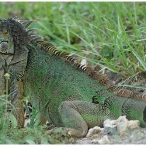 thumbnail for publication: Nonnative Reptiles in South Florida: Identification Guide